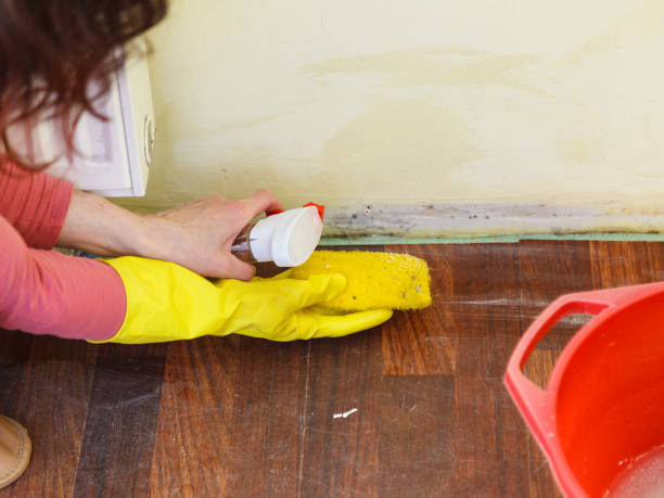 Why You Should Choose Our Mold Remediation Services in Remlap, AL